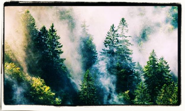 The Black Forest