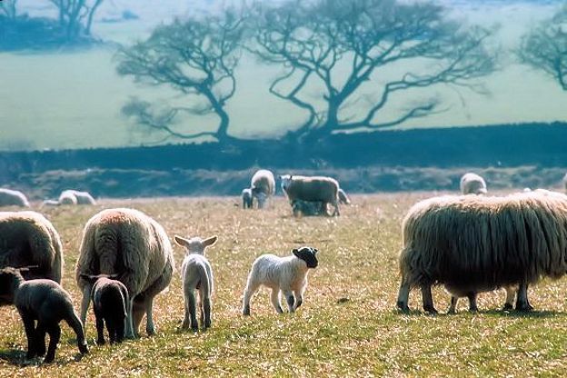 Scotland quotes and proverbs Scotland quotes and proverbs